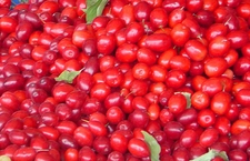 Kızılcığın Faydaları Nelerdir?