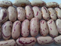 Kızılcık Çekirdeği Türleri ve Özellikleri