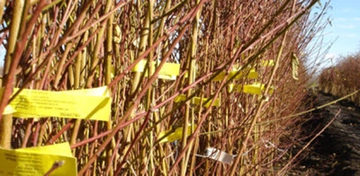 Kızılcık Fidanı Türleri ve Özellikleri