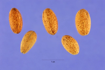 Kızılcık Tohumu Türleri ve Özellikleri