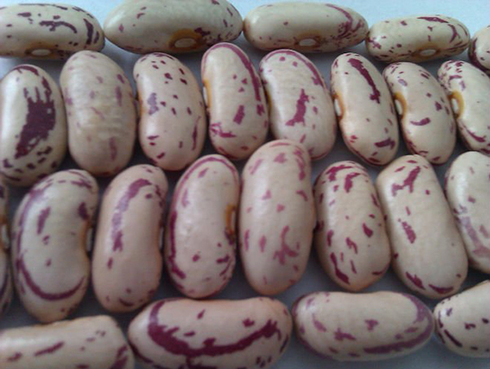 Kızılcık Çekirdeği Türleri ve Özellikleri