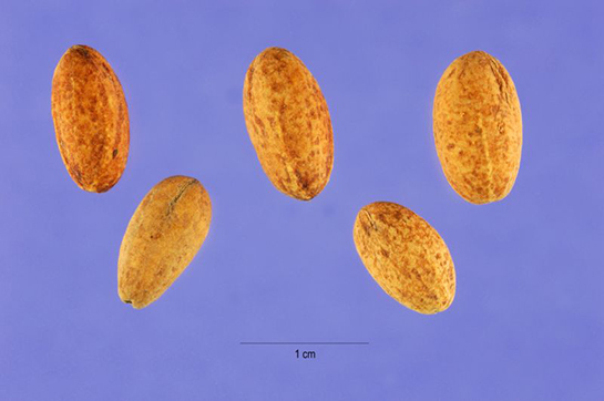 Kızılcık Tohumu Türleri ve Özellikleri