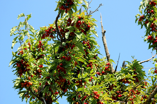 Kızılcık Yetiştiriciliği
